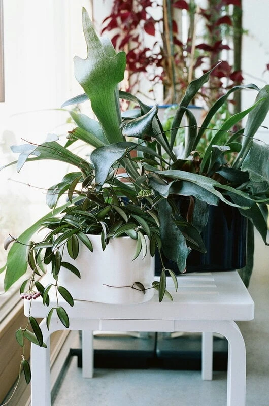 Artek Aalto Bench 153A, White 6 Artek Aalto Bench 153A, White - Image 6