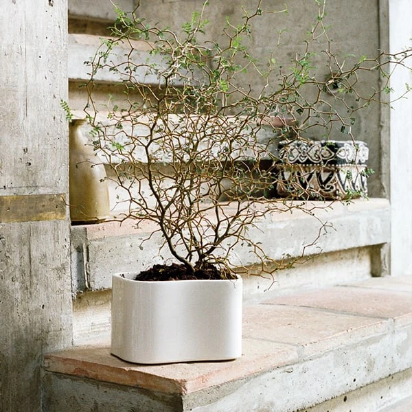 Artek Riihitie Plant Pot B, Medium, White Gloss 3 Artek Riihitie Plant Pot B, Medium, White Gloss - Image 3